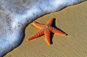A red starfish on a beach.